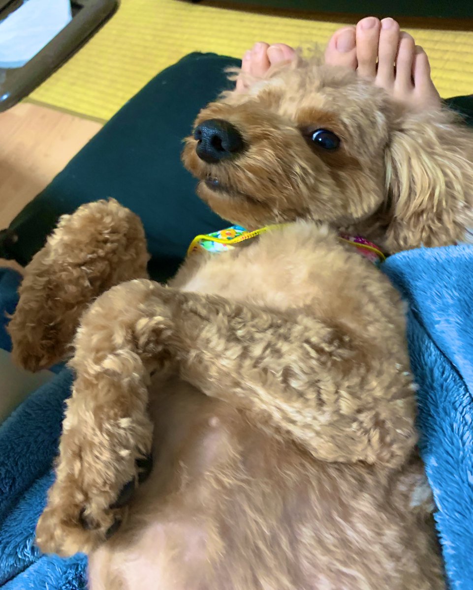 うちの犬かやいい