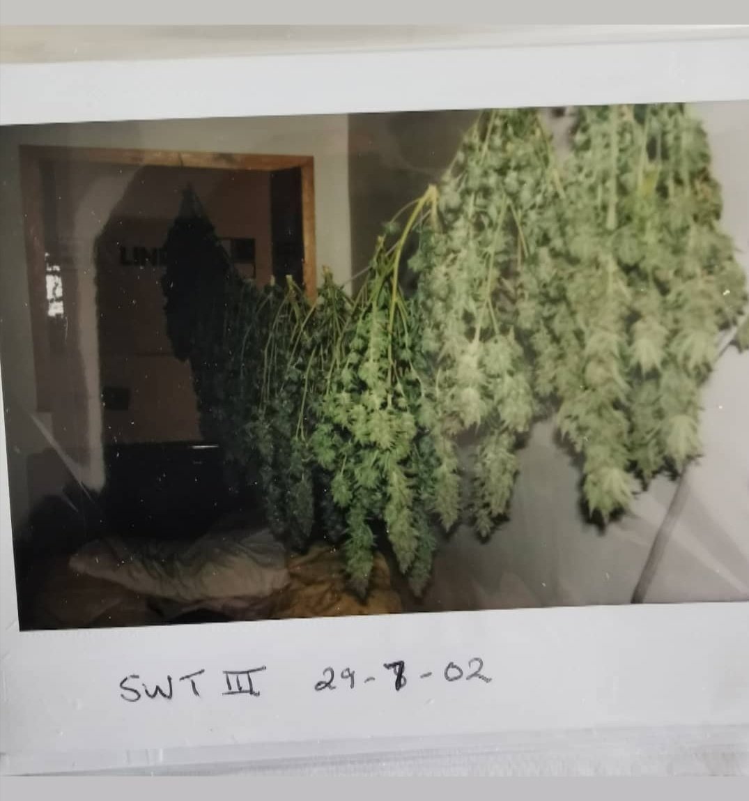 breeder_steve's tweet photo. Cool to see customers pics, even those sent to me 18 years later!
More beans, please, they say.
That SwT3 was bred for easy growing, sweet tasting, consistency.
#SOLSeed https://t.co/XG1mKUGdSH