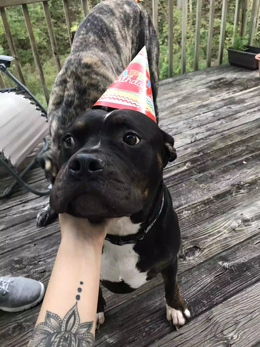 astraldarling's tweet photo. Literally have been turned down three times in a row for a bigger place to rent because of my dogs... specifically Frank. Breed discrimination needs to end, I mean, who could say no to this sweet face? https://t.co/KAyNRRT0Ac