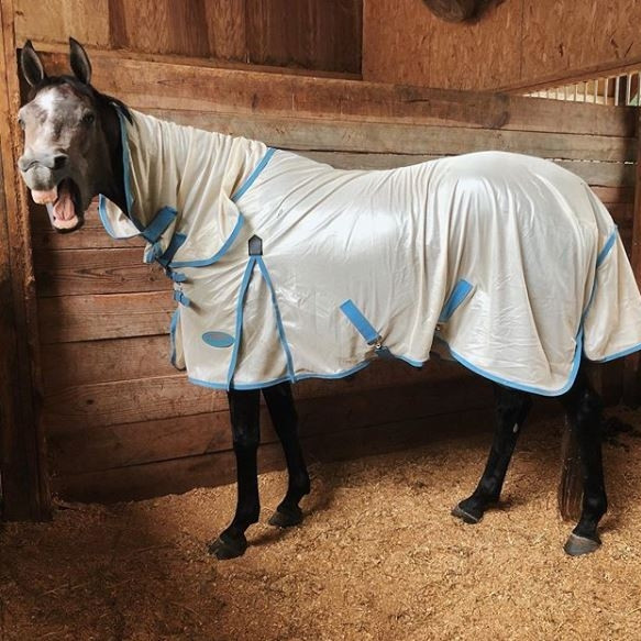 WeatherBeetaNA's tweet photo. Happy Hump Day! Not long until the weekend 😴⁠
⁠
@tempethesporthorse https://t.co/nBISxRcV9g
