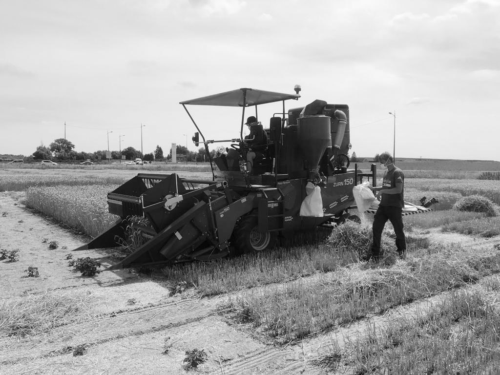☀️🌾💪 .... Pas de mots... Le fruit d’une année de travail ! Merci à toutes nos équipes, collaborateurs et saisonniers qui contribuent à l’innovation <a href="/GroupeFDesprez/">Florimond Desprez</a> #breeding #semences #lovemyjob