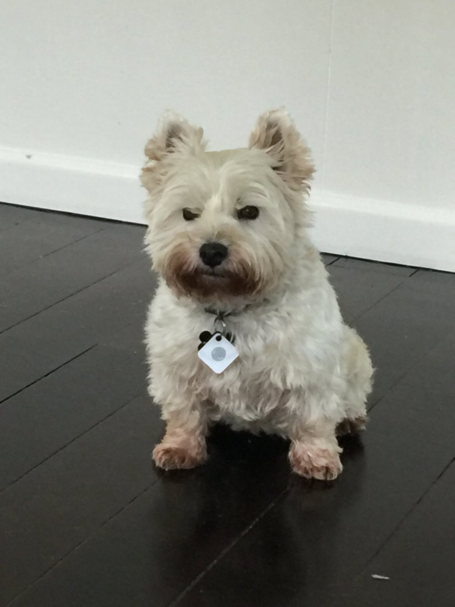 tui_toots's tweet photo. Time to #lovelife #dogsoftwitter https://t.co/3d8h8RqGVO