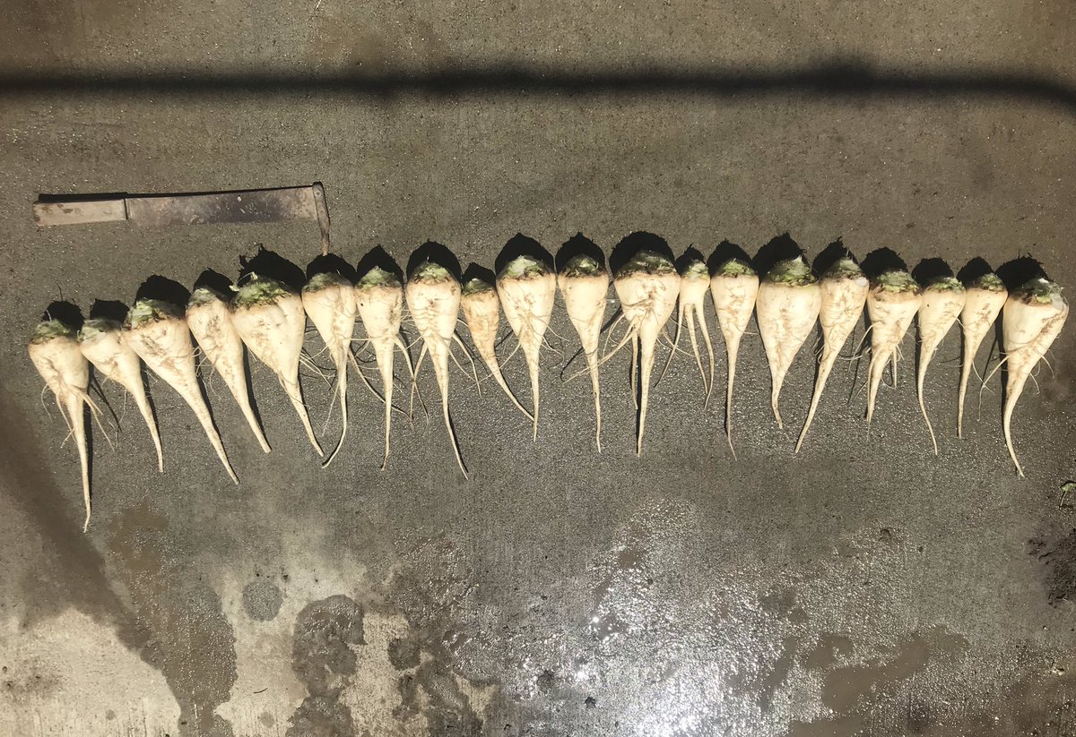 rlmudryk's tweet photo. 10ft of BTS4781 pulled from an April 29th seeded field. @Betaseed1 #absugar22 #rogerssugar https://t.co/uswZdOUDrQ