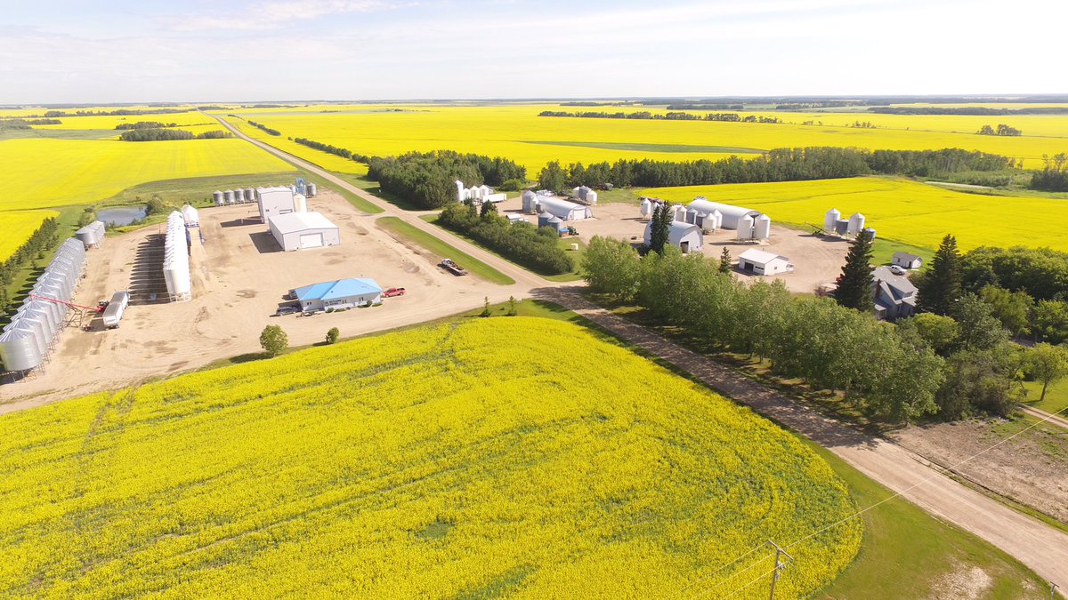 HetSeeds's tweet photo. A bit of #canola in the neighborhood. https://t.co/d3GzvcPK1b