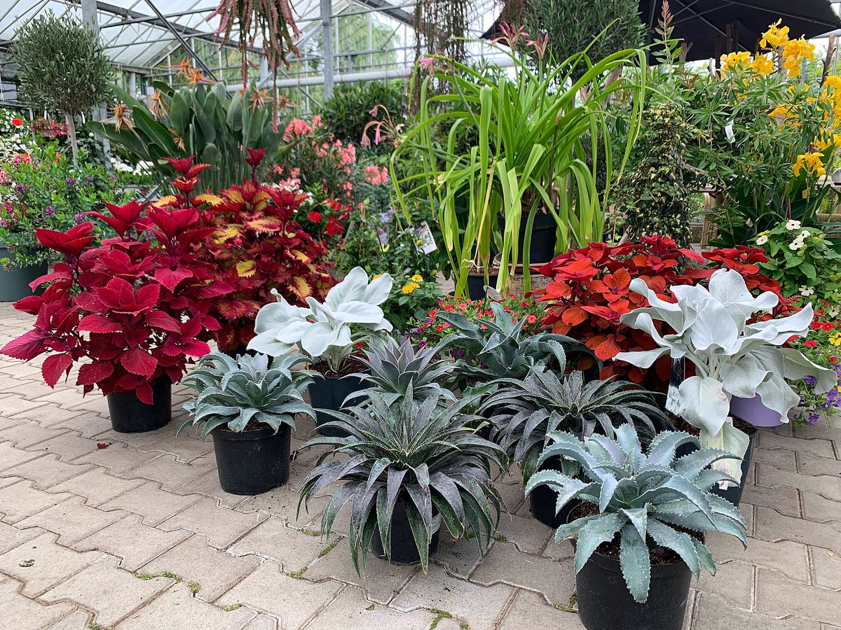 HansHalsema's tweet photo. Bij Tuincentrum Halsema op #Texel vind je de mooiste tuinplanten. Wat denk je van de gloednieuwe Mangave, kruising van Agave en Manfredda. Super op je terras! @PlantippPeter @texelsecourant @TexelPlaza https://t.co/WR3L4YIQEQ