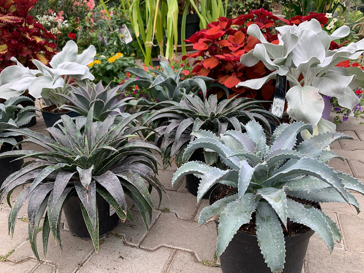 Bij Tuincentrum Halsema op #Texel vind je de mooiste tuinplanten. Wat denk je van de gloednieuwe Mangave, kruising van Agave en Manfredda. Super op je terras! <a href="/PlantippPeter/">Plantlover Peter</a> <a href="/texelsecourant/">Texelse Courant</a> @TexelPlaza