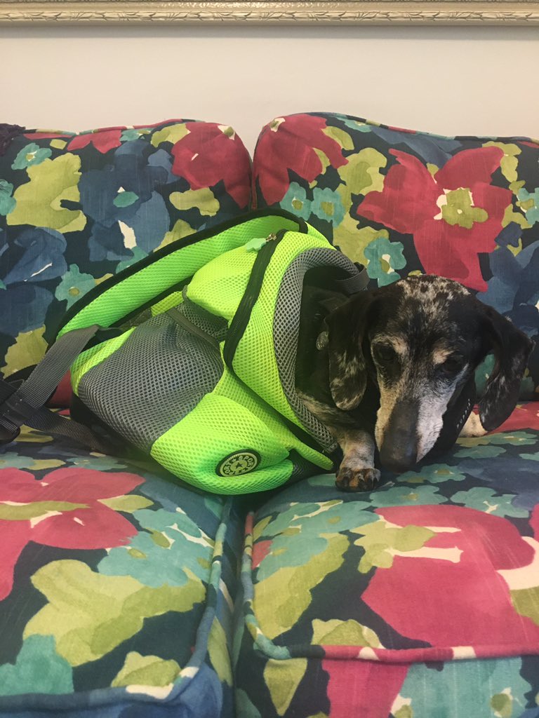 JessSpindler's tweet photo. @lisakirbie It’s also highly tasteful shade of green! Too small for Orwell, but would likely suit a chihuahua. Or a kitten, rabbit or guinea pig. https://t.co/Iqq7L1zNj9