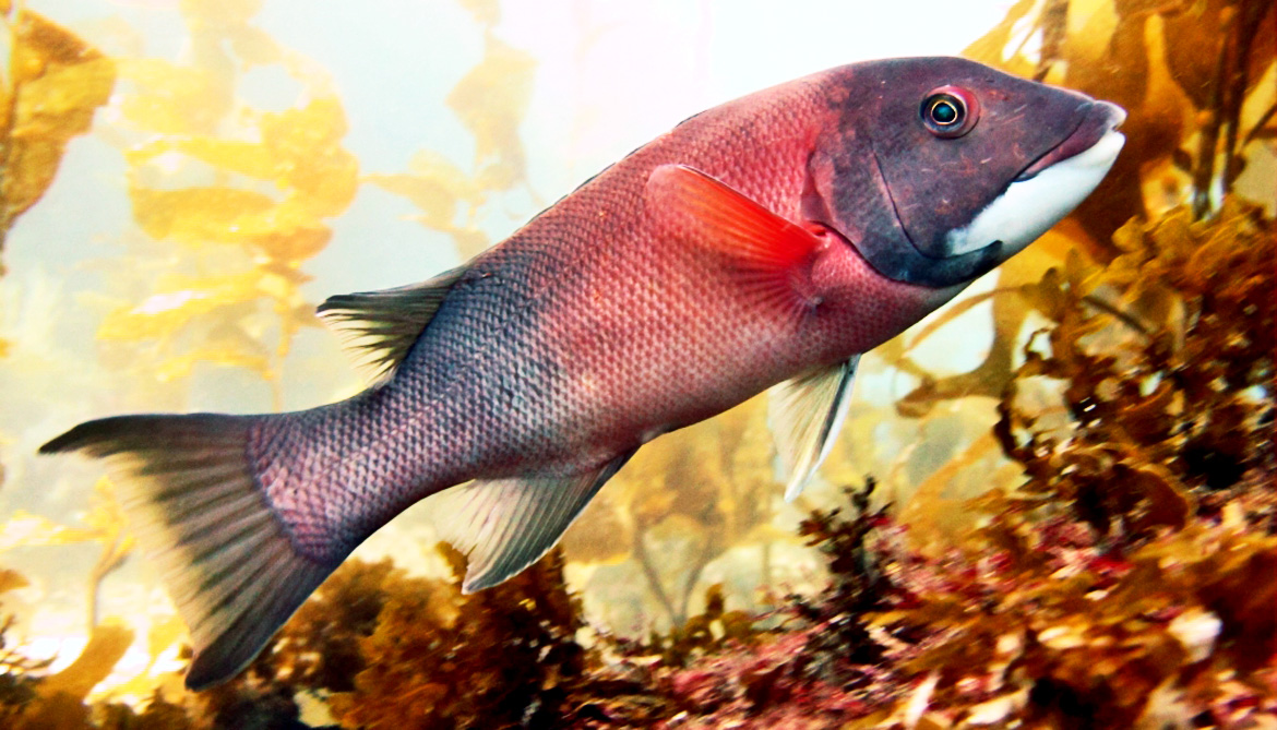 slziegler220's tweet photo. DYK: California sheephead change sexes as they grow?
Sheephead are born female and transition into males at various stages in their lifecycle as determined by environmental conditions and pressures.
#WhatFishWednesday #FishFacts
📷: Dr. Scott Hamilton @MLMLmarinesci https://t.co/rmWm0qT1tf