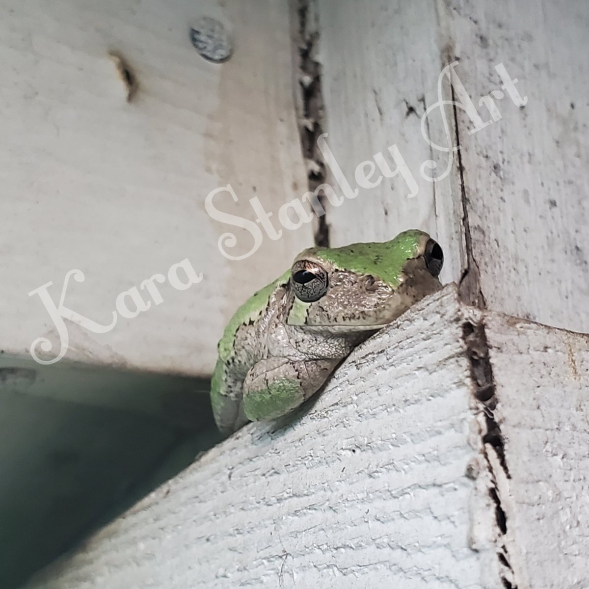 EnvEccentric's tweet photo. Judgemental tree frog is judgemental. #copesgraytreefrog #judgingyou #restingbface #frog #naturephotography https://t.co/hTTy2z3TVr