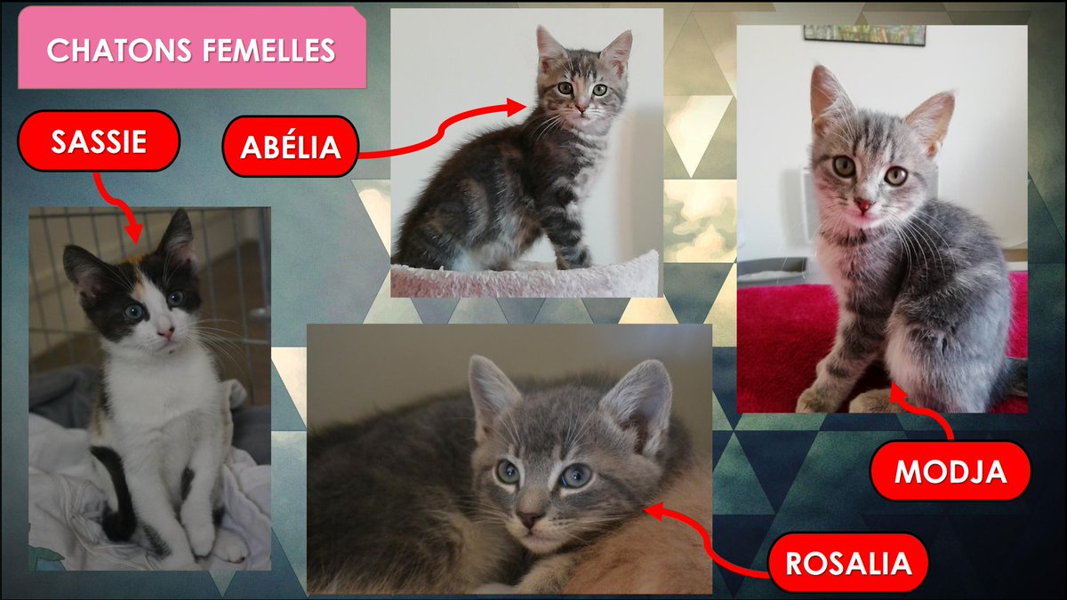 RefugedeBuigny's tweet photo. #Modja #Madjo #Mallo #Abélia #Luka #Rosalia #Vitali #Sassie
🐱LES CHATONS🐱
Voici donc tous les chatons que nous avons actuellement 😬
Avant de vous déplacer, contactez-nous certains de ces adorables cœurs sont en famille d’accueil 😉 https://t.co/ILG23GAJVT