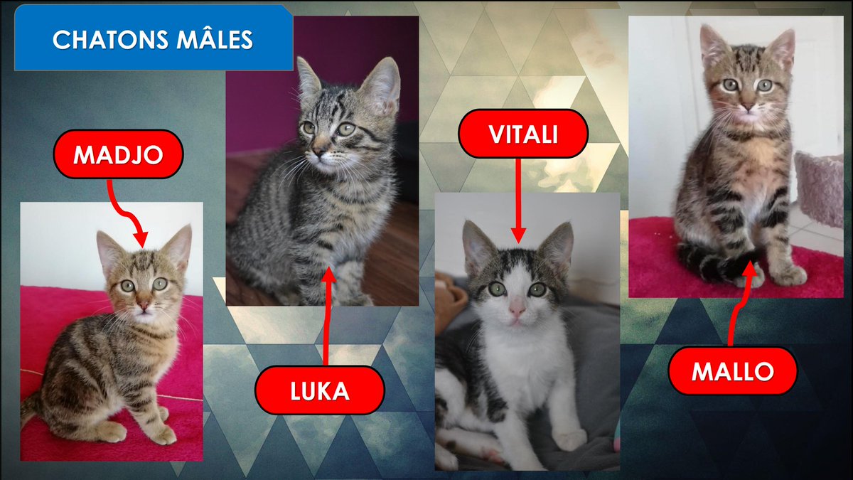 RefugedeBuigny's tweet photo. #Modja #Madjo #Mallo #Abélia #Luka #Rosalia #Vitali #Sassie
🐱LES CHATONS🐱
Voici donc tous les chatons que nous avons actuellement 😬
Avant de vous déplacer, contactez-nous certains de ces adorables cœurs sont en famille d’accueil 😉 https://t.co/ILG23GAJVT