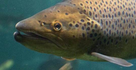 USACEHQ's tweet photo. .@ArmyERDC has developed the first fine-scale movement data set for non-salmon species needed to understand movement and passage near a dam.
#CivilWorks #ValueToTheNation #EcologicalModeling #PowerOfERDC
Read more here: https://t.co/Qqr8zRMhxw https://t.co/AVfvNXPCcr