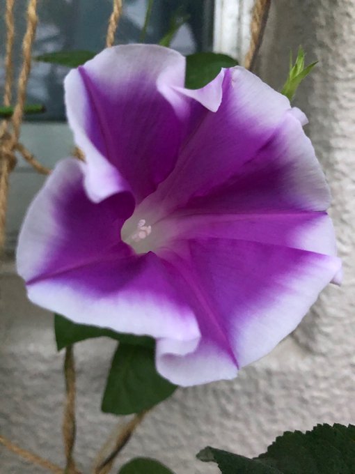 朝顔 高画質 のtwitterイラスト検索結果