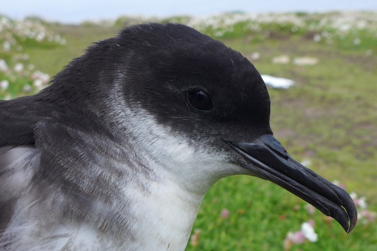 Meet FB42748, a Manx Shearwater which fledged from Lighthouse burrow 20 in 2013. Having flown well over 100,000 miles and visited the south Atlantic seven times, it is now nesting in burrow 21, less than a metre from where it hatched. Its parents are still next door.