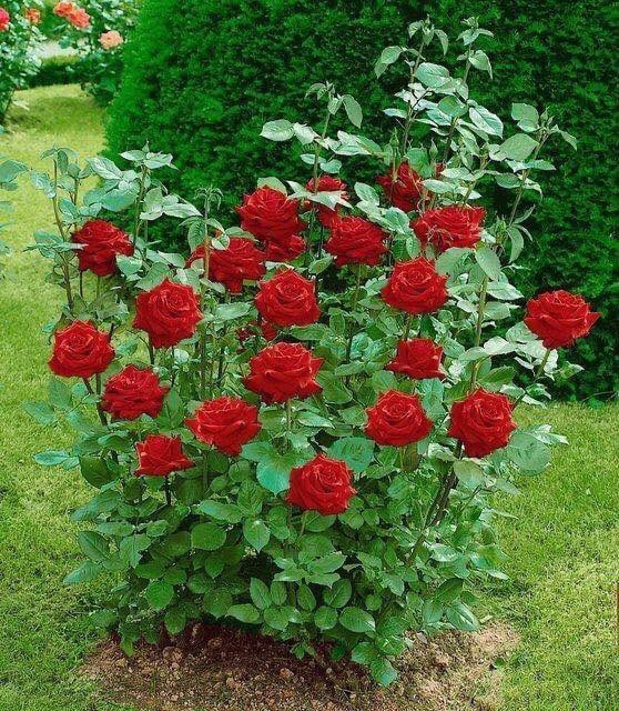 lm_adem's tweet photo. Bir #İnsanın #DUASINDA yer almak...!
#Hayattaki en büyük #Zenginliktir...!!!
                        🌸🌙
#HayırluGeceler...!!!
#RabbimeEmanetsiniz...!!! https://t.co/5BPQQtXLSj