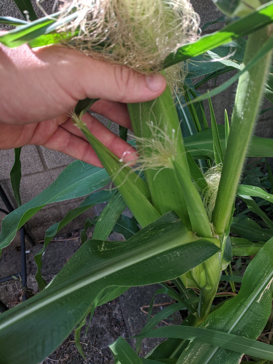 mr_saltz's tweet photo. Hello #Corn Twitter how do I know when this is ready to harvest? #CornChat #CornTalk https://t.co/prZrKYXKNz