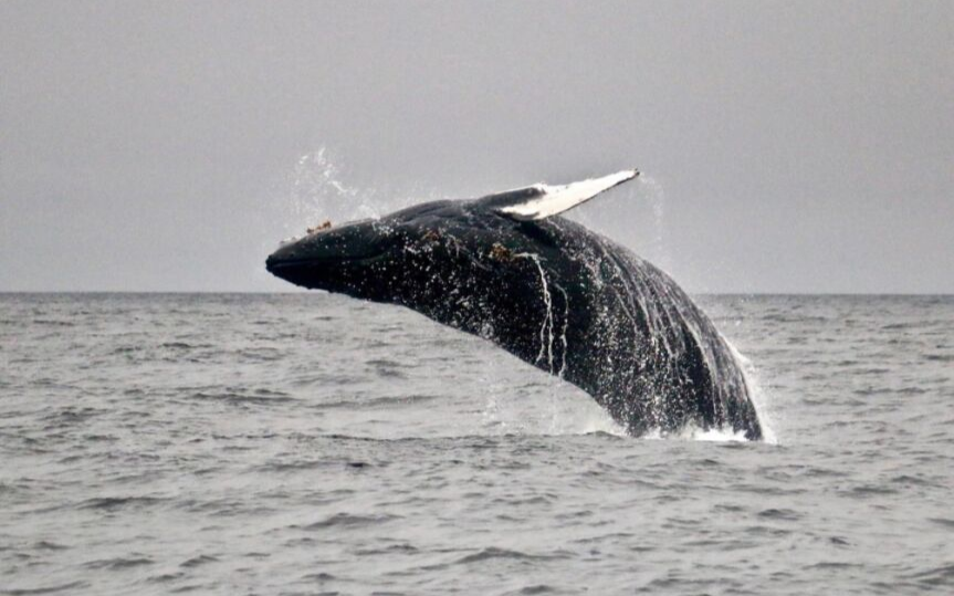 Octopus_Events's tweet photo. Get out whale watching with Subtidal Adventures, Ucluelet's original whale watching company.  Times vary depending on the day, so check the schedule and book online right here: https://t.co/H8ZDNqsWsv https://t.co/0SvwNuUyaZ