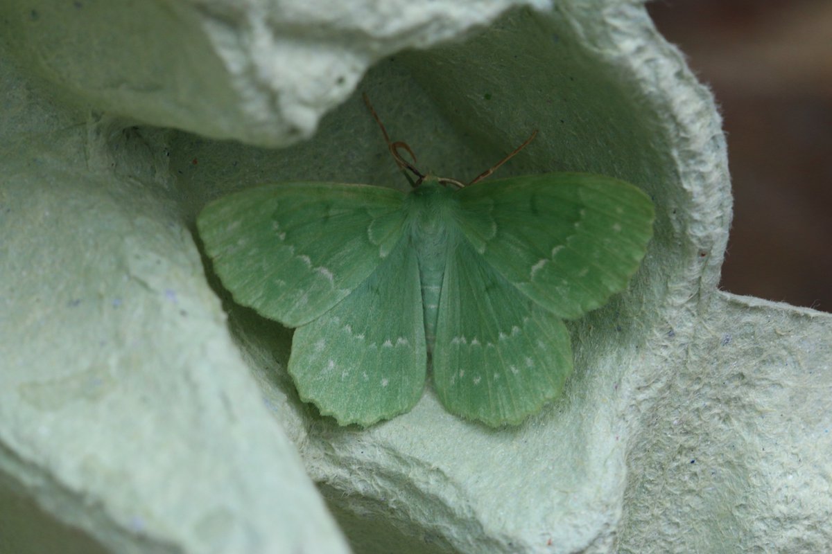 Spinkybird's tweet photo. If you're a #LargeEmerald of course you're going to choose the green egg box to sit in! 💚 #greenstuff
#TeamMoth #mothsmatter #NorfolkMoths https://t.co/LY9jgRrIwi