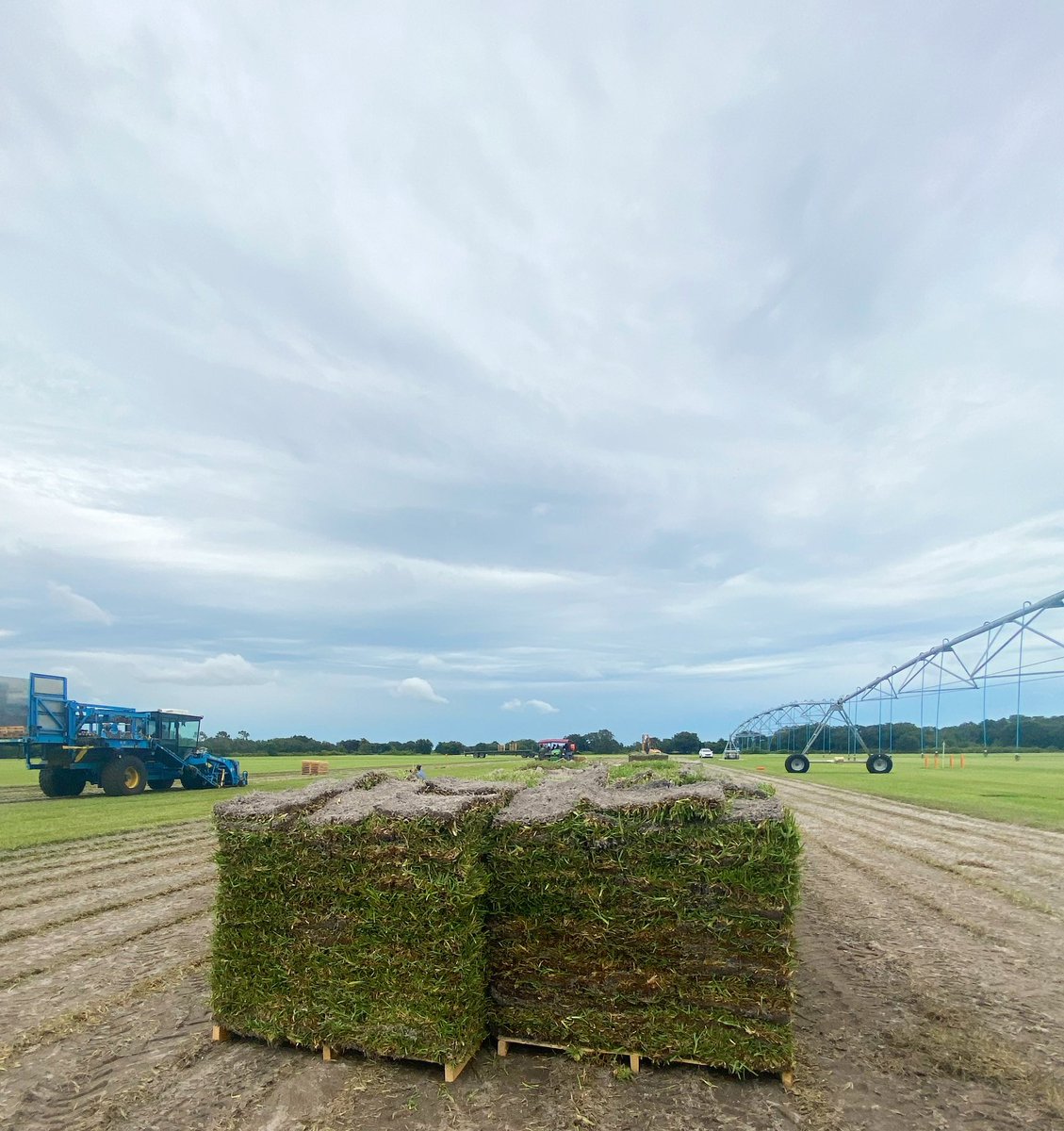 Why choose natural grass? 
Grass is a oxygen generator, helps control soil erosion, and absorbs air and groundwater pollution. Your lawn helps the planet 🌎

#TheBethelBest #KeepItReal