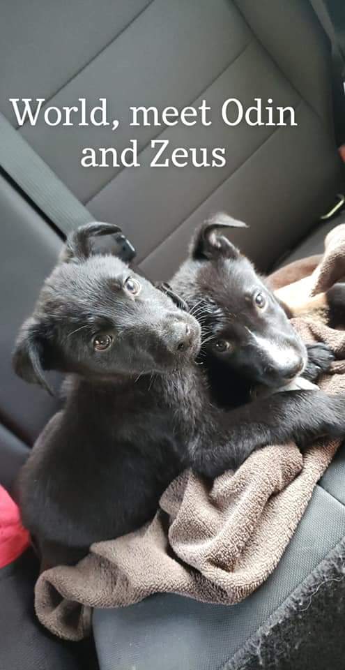 Amize208's tweet photo. Happy First Birthday to the MonsterPups!! Cannot believe these big babies are 1!! #TheAdventuresOfZeusAmdOdin #BigBoyAndBaby https://t.co/kSX9XOAH8P