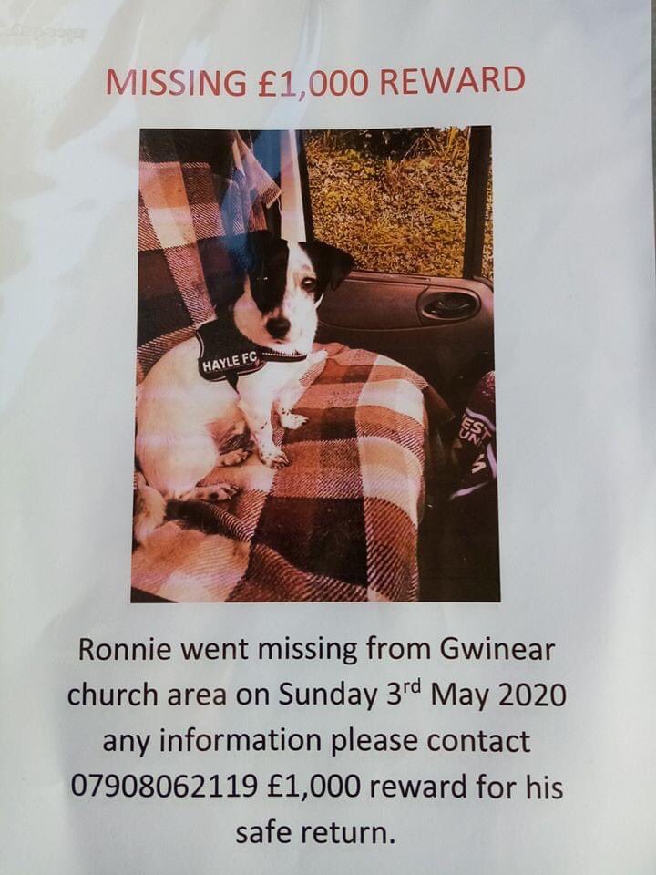 rosiedoc666's tweet photo. RONNIE #missing on the 3/5/20 on walk between #Gwinear & #Angarrack nr #Hayle west #Cornwall. Wearing harness
It is possible that he went to ground Male #JRT X Neutered
Ronnie's owner is 💔
** REWARD OFFERED FOR SAFE RETURN **
https://t.co/pdi0zD9YB3
@TuffenuffDobes1 @bs2510 https://t.co/07OmU25FIW