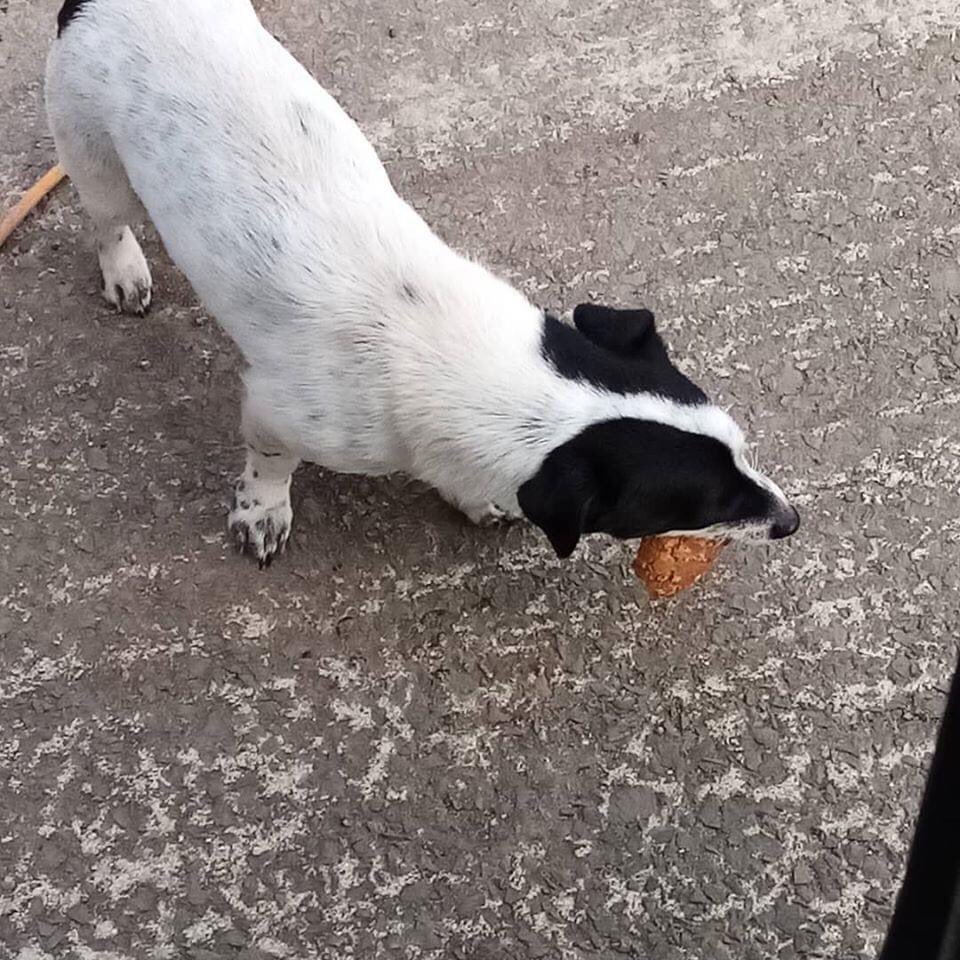 rosiedoc666's tweet photo. RONNIE #missing on the 3/5/20 on walk between #Gwinear & #Angarrack nr #Hayle west #Cornwall. Wearing harness
It is possible that he went to ground Male #JRT X Neutered
Ronnie's owner is 💔
** REWARD OFFERED FOR SAFE RETURN **
https://t.co/pdi0zD9YB3
@TuffenuffDobes1 @bs2510 https://t.co/07OmU25FIW