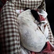 rosiedoc666's tweet photo. RONNIE #missing on the 3/5/20 on walk between #Gwinear & #Angarrack nr #Hayle west #Cornwall. Wearing harness
It is possible that he went to ground Male #JRT X Neutered
Ronnie's owner is 💔
** REWARD OFFERED FOR SAFE RETURN **
https://t.co/pdi0zD9YB3
@TuffenuffDobes1 @bs2510 https://t.co/07OmU25FIW