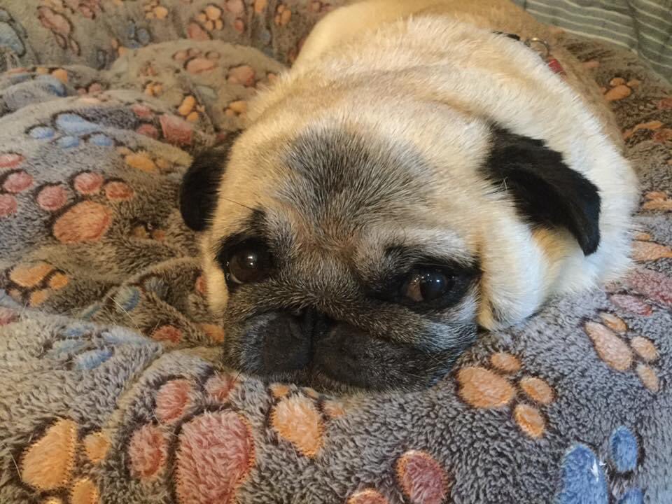 DGjertrud's tweet photo. I hope the weather is good tomorrow for my trip to Puerto Backyarda. I’m getting tired of Los Livingroom 🐶☀️👍🏻 https://t.co/coVbHExgVA