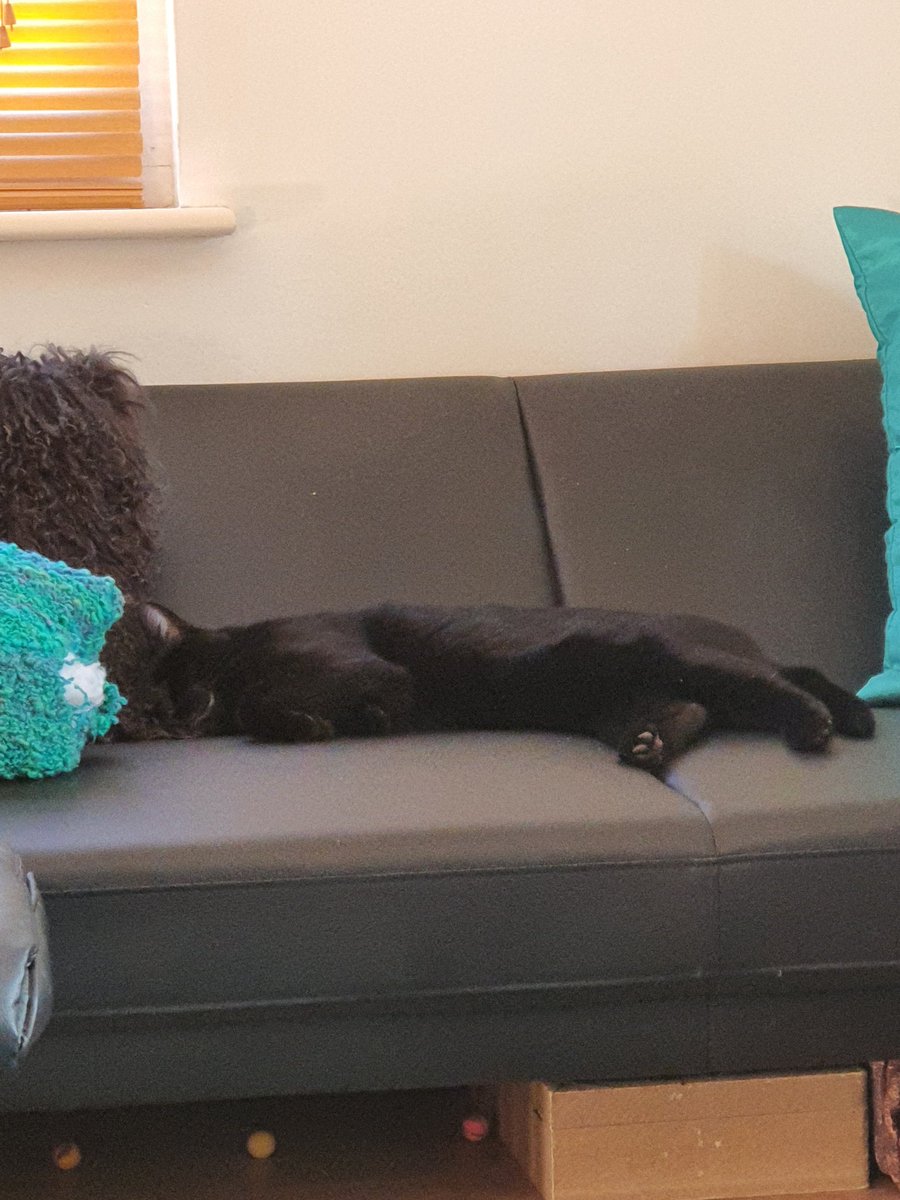 LucifurLast's tweet photo. I had a very busy night, I caught a bird at 3am, do you know how hard it is to even find a bird at 3am, let alone wrangle one? VERY difficult! So I've been snoozing it off all day. #browl #blackcatsrule #catsoftwitter #panfursquad #keighleycatcare https://t.co/V0K5pRc2qB
