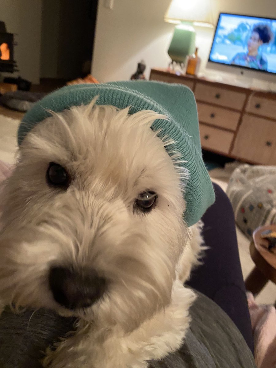 tui_toots's tweet photo. Cap day #dogsoftwitter #winter https://t.co/fbs8jvyVZG