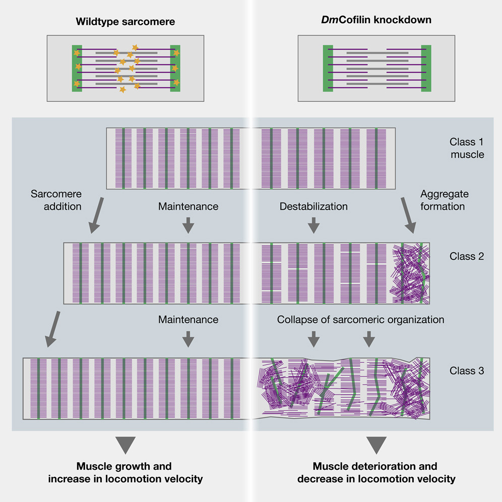 musclecellnews's tweet image. 🔬 Dr. Mridula Balakrishnan (@mridula7) and researchers from the @BayliesLab show that knockdown of Drosophila cofilin disrupts both #sarcomere structure and #MuscleFunction. @CellReports 

bit.ly/2ZRpCFn
