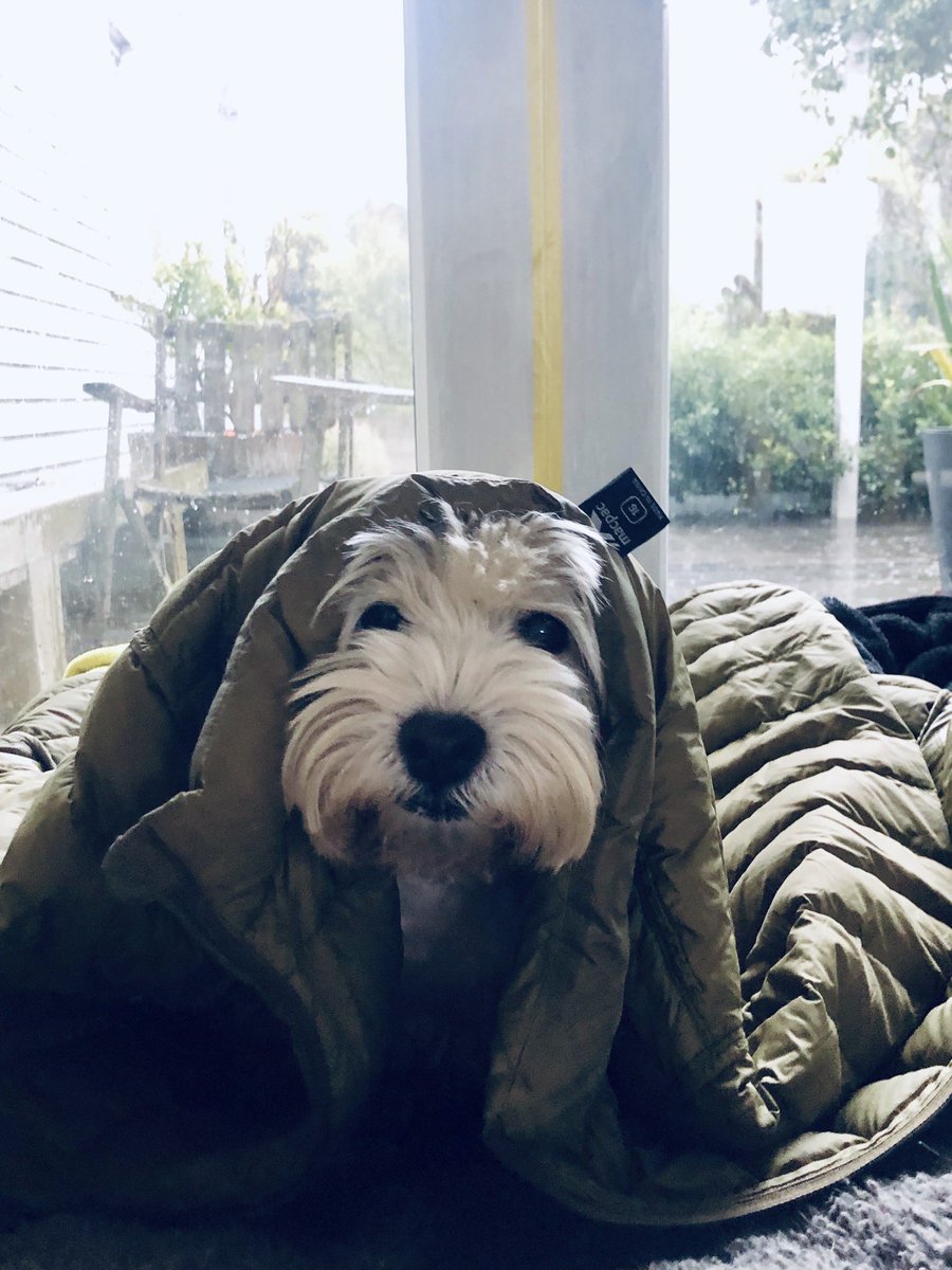 tui_toots's tweet photo. Dragging my bed around #dogslife #tuitoots https://t.co/oIzfKBwP4d