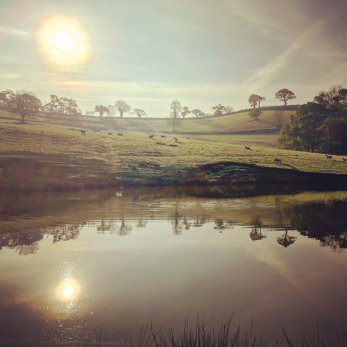 RixhamFarm's tweet photo. Looking for advice and recommendations for plants/trees to enhance our farm pond. #Conservation #Pond #Wildlife #plants @DevonWildlife https://t.co/1xr0uA4kXx