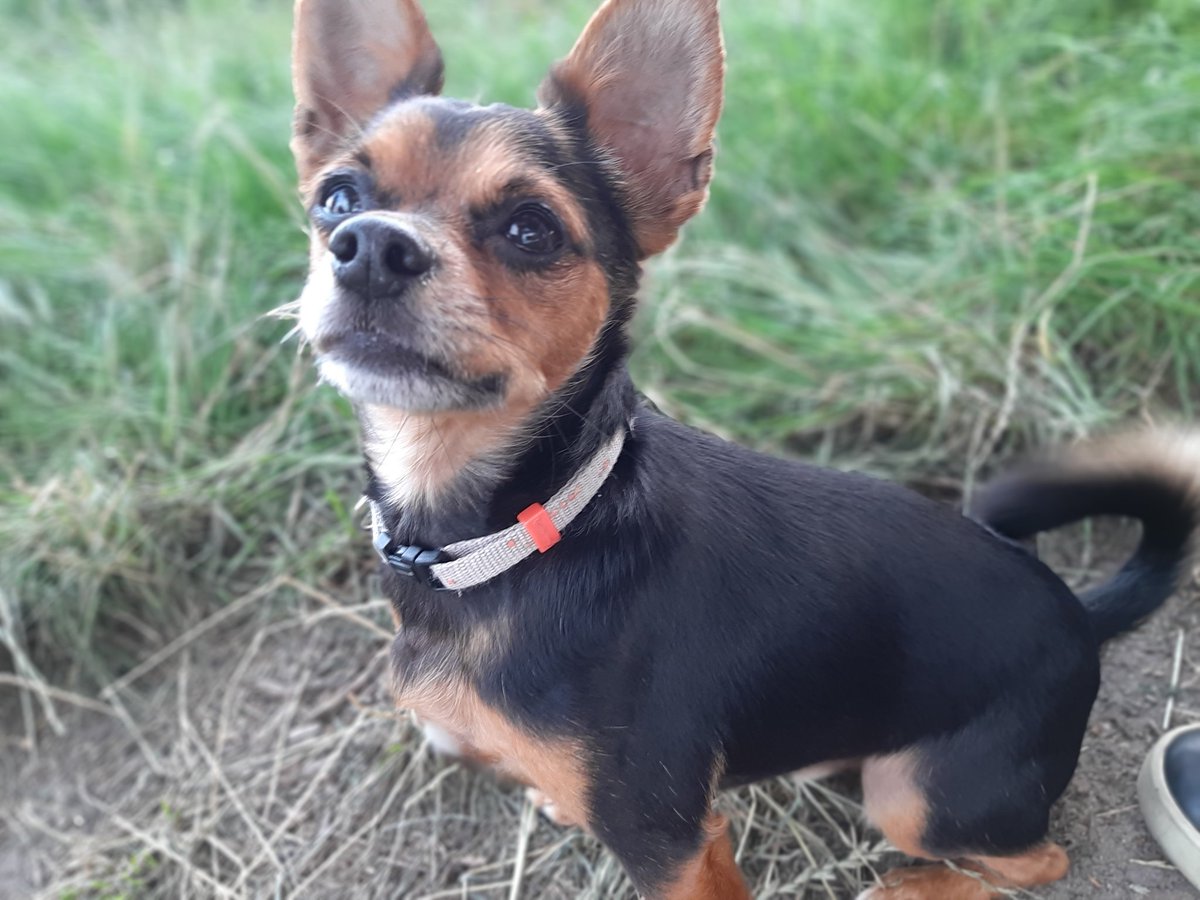 Leuke, stoere, lieve Woody zoekt dito baas met andere hond. 

RT = Geweldig!! 

m.facebook.com/story.php?stor…