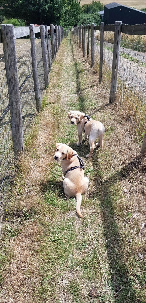 PawsSupporting's tweet photo. A day out for Thea and Sonny 🐾🐾🐾 @khskent https://t.co/8nN1Lu7bWO
