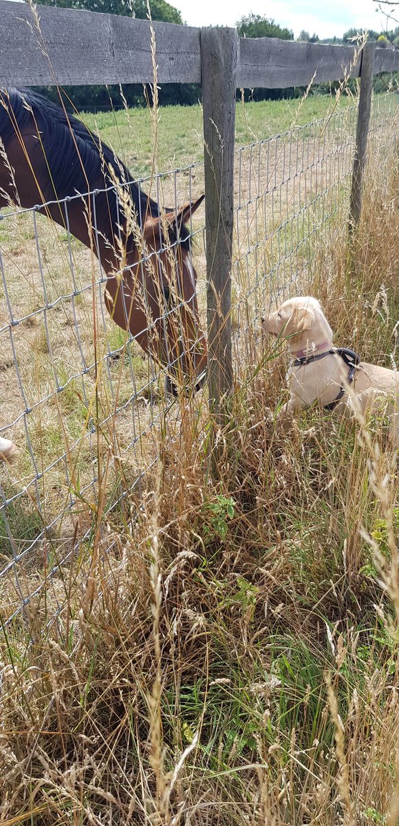 PawsSupporting's tweet photo. A day out for Thea and Sonny 🐾🐾🐾 @khskent https://t.co/8nN1Lu7bWO