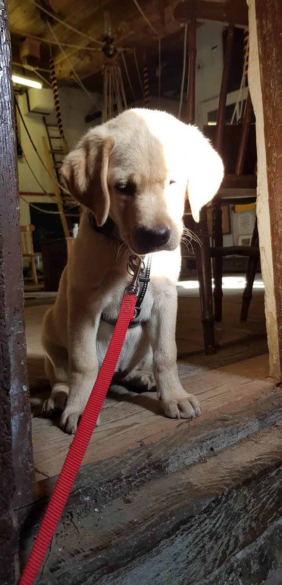 PawsSupporting's tweet photo. A day out for Thea and Sonny 🐾🐾🐾 @khskent https://t.co/8nN1Lu7bWO