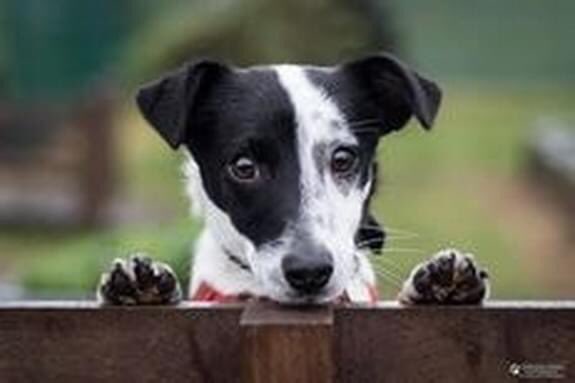 veryluckypugs's tweet photo. 🆘❤️🆘 PLEASE HELP RONNIE HOME ❤️
RONNIE went missing on the 3rd May 2020 on a walk between Gwinear & Angarrack near Hayle.
Ronnie is a Male Jack Russell Terrier Cross (Neutered)
Ronnie's owner is desperate to have his best friend and companion home. Please can you all raise https://t.co/eTv0arTqZH