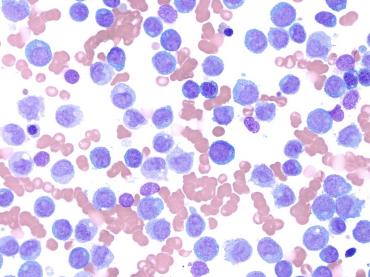 Cleveland Clinic Pathology Residency tweet media