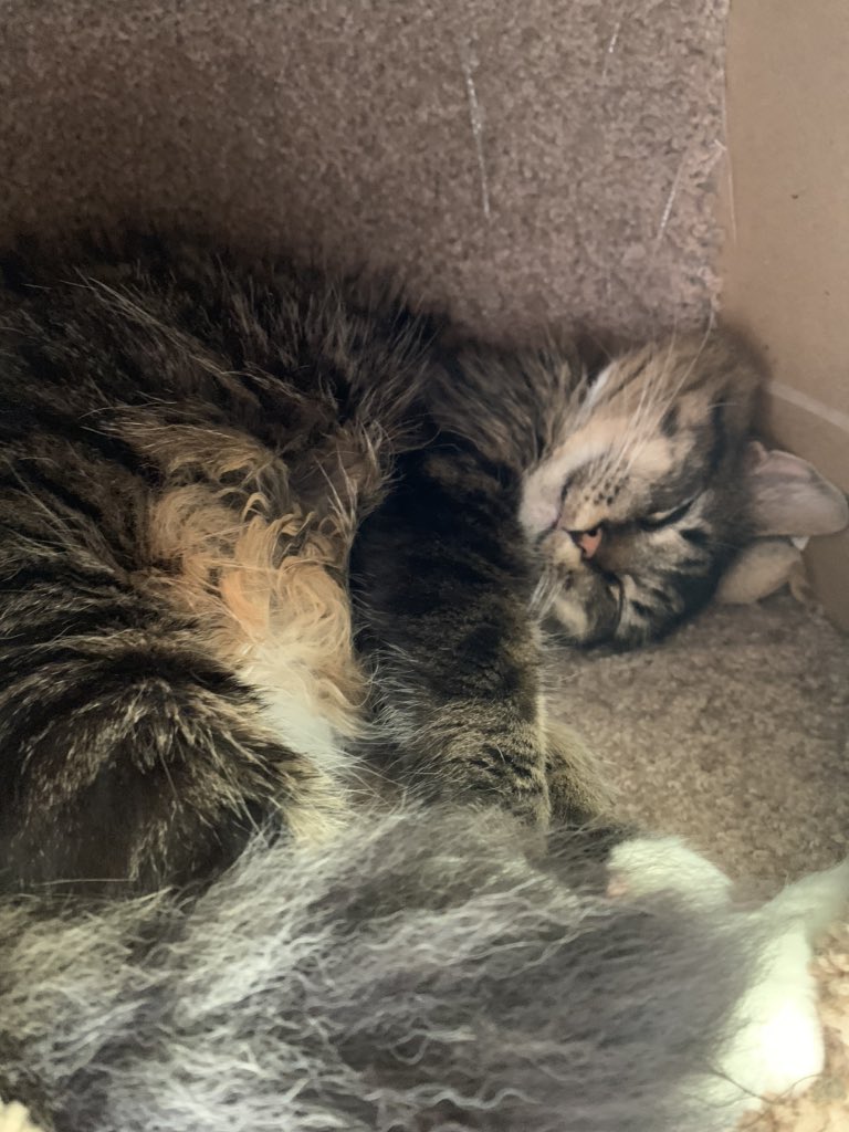 tigerweeb's tweet photo. hidey hole time https://t.co/wz9FrSXrVf