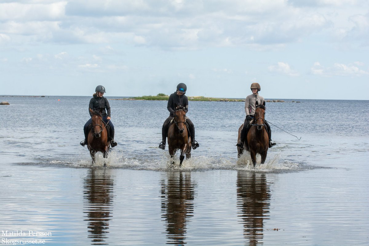 StallPersson's tweet photo. Igår tränade vi våra hästar i vattnet. Det gillar dom. Bästa @skogsrusset var på plats o tog superfina bilder😀👌 #stallfredrikpersson #abetong #earthquakeneo #caramellett #annash https://t.co/MjHbfi9EnL