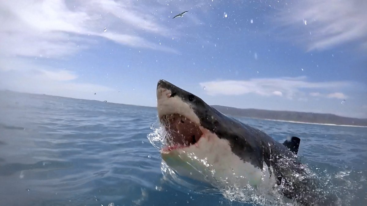 A great white shark breaches the surface. A bull shark is half the length  of a great white and one third of the weight, but its bite is more than 300  pounds, image size:1200x675
