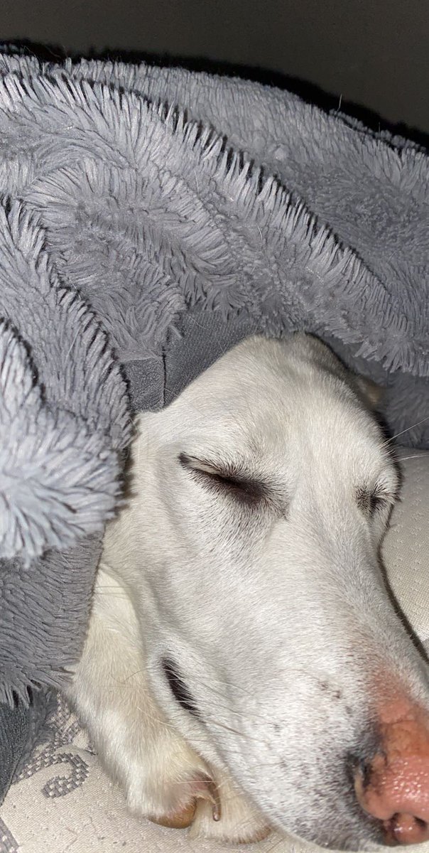 gracekhansonn's tweet photo. I’ve decided that Stella is my flower girl... my maid of honor and my bridesmaid. Sorry if that disappoints anyone but she doesn’t talk back to me and supports my nap decisions🙂 https://t.co/znAfgBy4EY