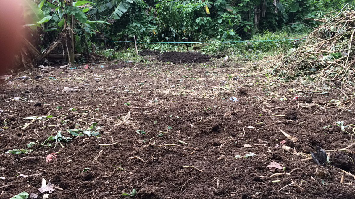 Tanam apa bagusnya? Cabe atau tomat atau tanam lagi rumputnya