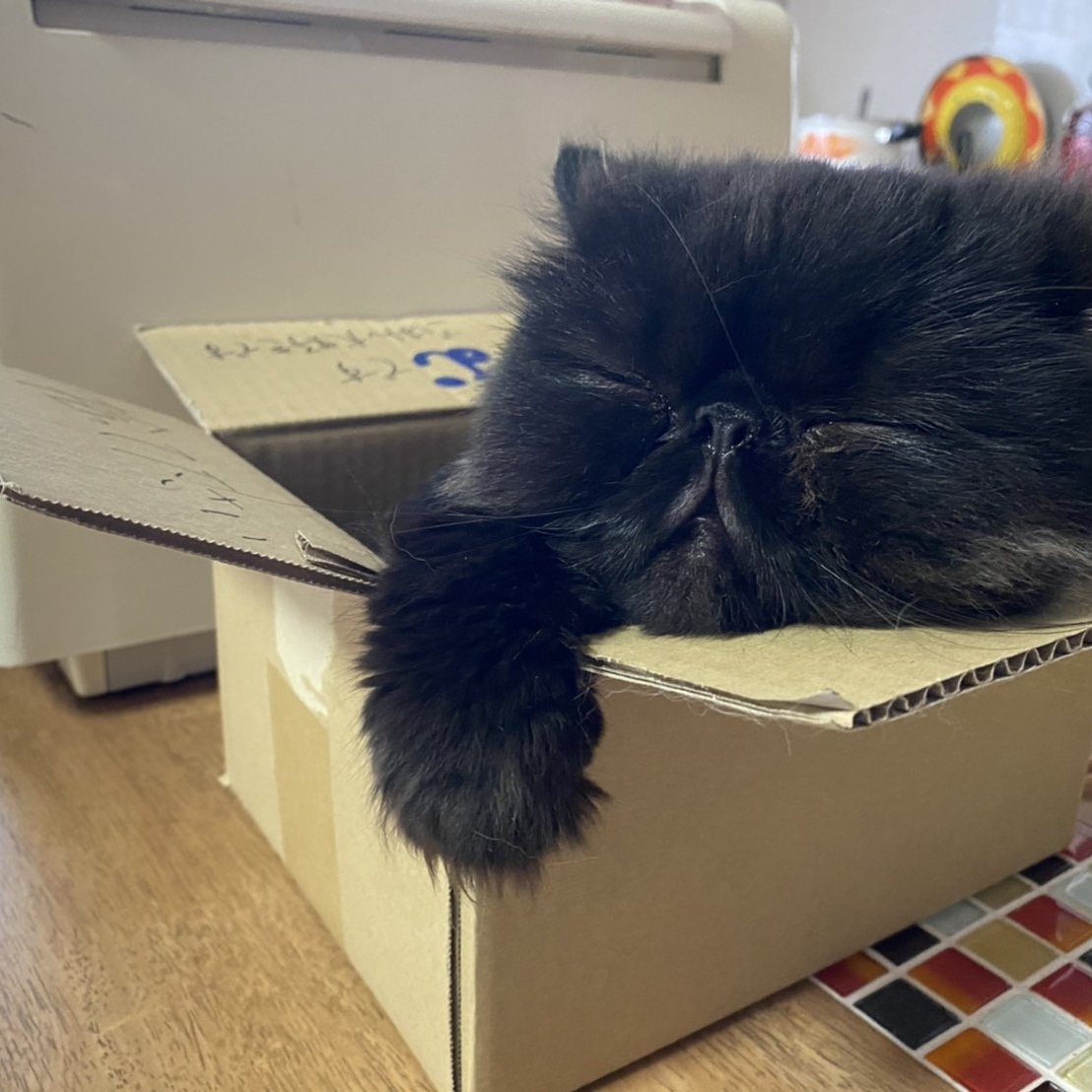 hukusukefukuske's tweet photo. とにかく、眠いにゃ(´-﹃-`)Zｚ… https://t.co/NO79brDISo