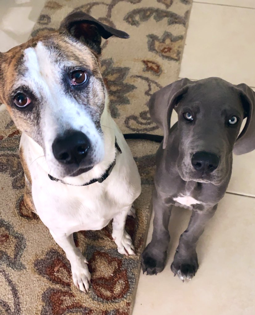 Does it get any cuter? 😍😩 #bestbuds #quaranteampups