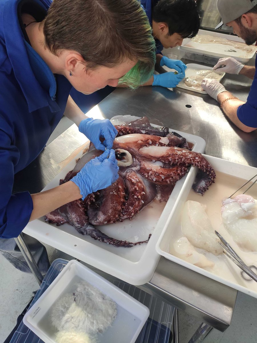 The beak is being extracted from the head. The two-part beak or rostrum is a feature of Cephalopod and look a bit like a parrot beak.