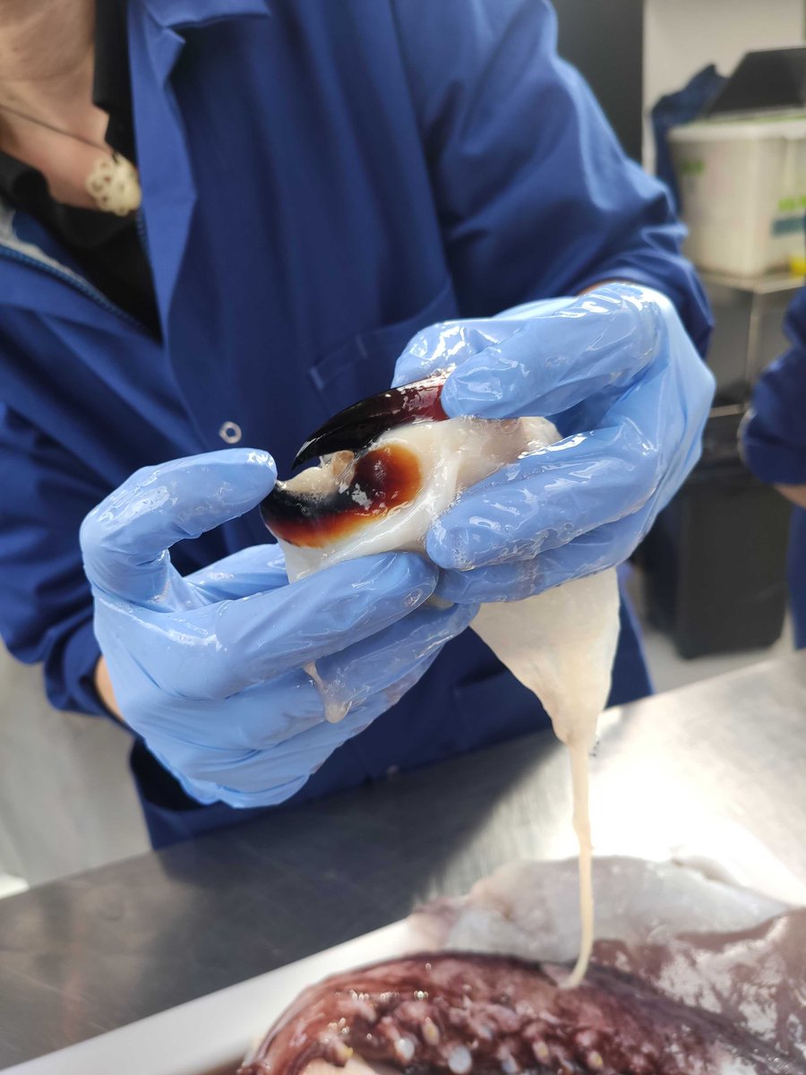 The beak is being extracted from the head. The two-part beak or rostrum is a feature of Cephalopod and look a bit like a parrot beak.