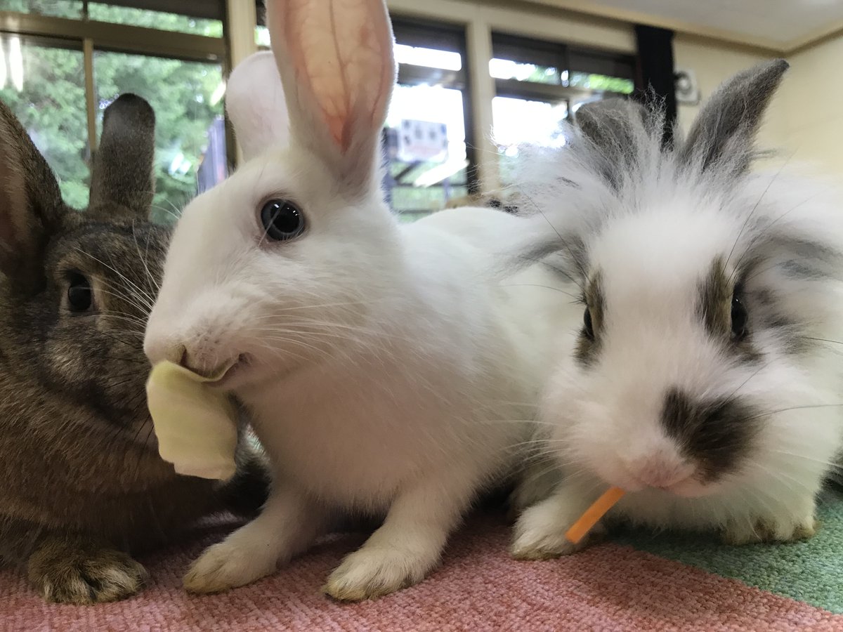 盛岡市動物公園 Zoomo En Twitter 毎日11 30 12 00と14 30 15 00にラビットパラダイスをおこなっています 動物福祉に配慮したふれあい方法で ウサギさんとゆっくり過ごすことができます ぜひ可愛いウサギさんに癒されに来てください 参加するとウサギ博士になれ