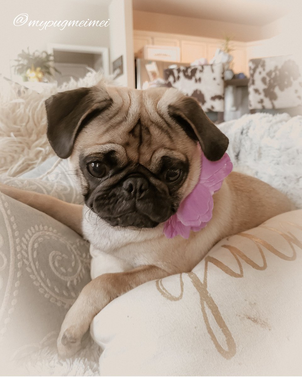 I love you a bushel and a peck💝 much love mei mei💜xoxo #pugs #pugsofinstagram #dogsoftwitter #Dog #DogsofTwittter #cute #Southern #sweet #instagood #instagram #instadaily #Wednesday #photoshoot #puppy #puppylove